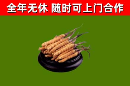 玉门烟酒回收冬虫夏草.jpg