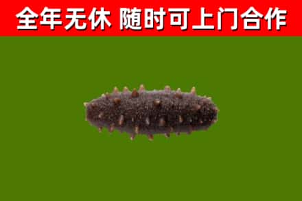 玉门烟酒回收干海参.jpg